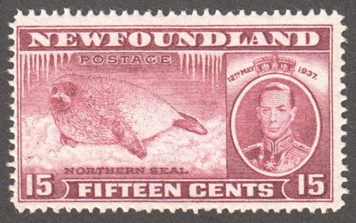Newfoundland Scott 239 MNH F (P14.1) - Click Image to Close